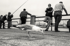 pesca1